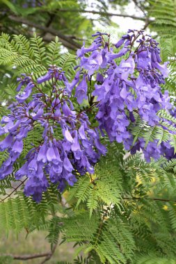 Jacaranda mimosifolia Güney Amerika 'da yetişen tropikal bir ağaçtır.