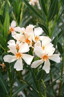 Neryum zakkum Angiolo Pucci