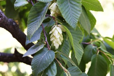 Ostrya Karpinifolia - Avrupa zıplama boynuzu