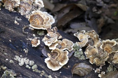 Trametes versicolor yaygın bir çoklu gözenek mantarıdır. 