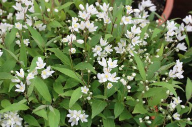 Deutzia crenata var. nakaiana' Nikko'