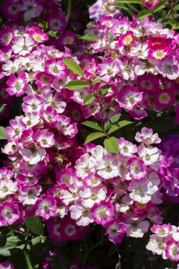 Rosa moschata 'Mozart' ın yaz başından sonbahara kadar üretilen büyük karmine pembesi çiçek kümeleri vardır.