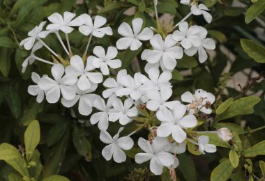 Plumbago auriculata ''Alba', also known as the Cape leadwort, or Cape plumbago clipart