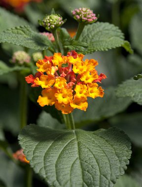 Lantana Camara 'Günbatımı' çiçek detayı