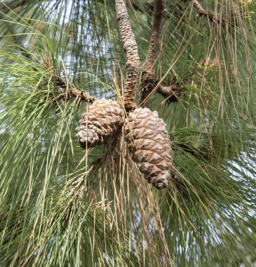 Pinus kanaryası, Kanarya Adası çamı olarak da bilinir.