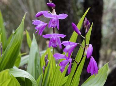 Bletilla striata, ayrıca sümbül orkidesi ya da Çin orkidesi olarak da bilinir.