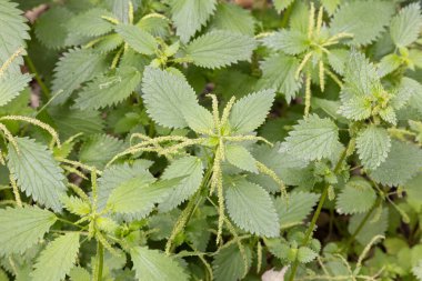 Urtica membranacea, bilinen adıyla ısırgan otu, ısırgan otu ya da ısırgan otu.