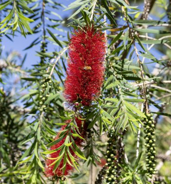 Melaleuca linearis (Callistemon linearis), Myrtaceae familyasına ait, Avustralya 'nın Yeni Güney Galler ve Queensland eyaletlerine özgü bir çalı türü..