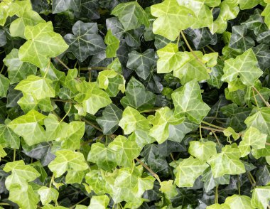 Hedera hibernica, Boston sarmaşığı veya İrlanda sarmaşığı, Avrupa 'nın Atlantik kıyısında yaşayan bir sarmaşık türüdür.