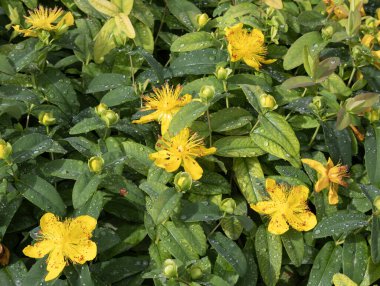 Hypericum calycinum, Hypericaceae familyasından bir bitki türü..