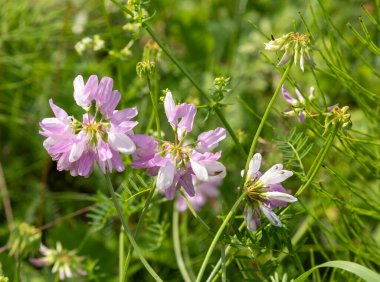 Securigera varia (Coronilla varia), Crownvetch olarak da bilinir.