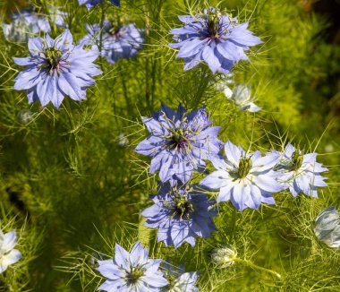Nigella Damascena, ya da çalılıklardaki şeytan, her yıl Güney Avrupa 'da yetişen ama daha kuzey Avrupa ülkelerinde daha maceracı olan Ranunculaceae düğün çiçeği familyasına ait bir bitki türü.