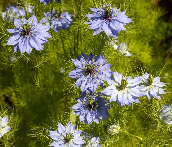 Nigella Damascena, ya da çalılıklardaki şeytan, her yıl Güney Avrupa 'da yetişen ama daha kuzey Avrupa ülkelerinde daha maceracı olan Ranunculaceae düğün çiçeği familyasına ait bir bitki türü.