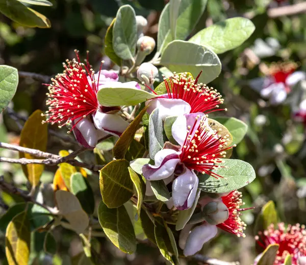 Feijoa sellowiana (Acca sellowiana), Myrtaceae familyasından bir bitki türü. Buna quirina denir.