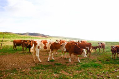 Sığırlar otlakta ot yiyorlar.