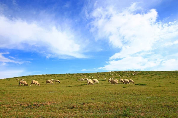 Die Schafe Auf Der Weide — Stockfoto