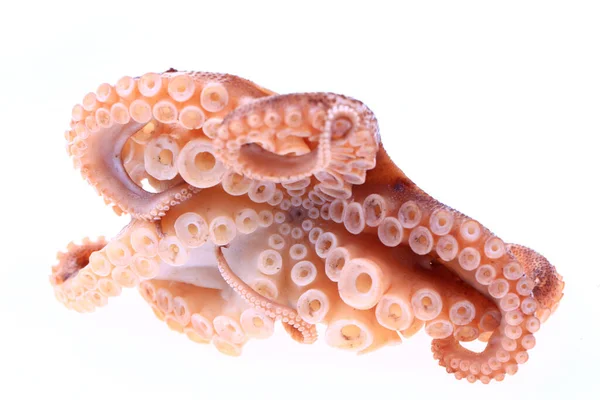 Octopus White Background — Stock Photo, Image