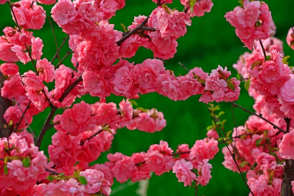 盛开的樱花 非常美丽 — 图库照片