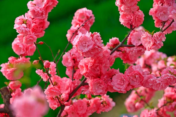 Kwitnące Kwiaty Wiśni Bardzo Piękne — Zdjęcie stockowe