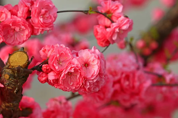 Flores Cerejeira Florescentes Muito Belas — Fotografia de Stock