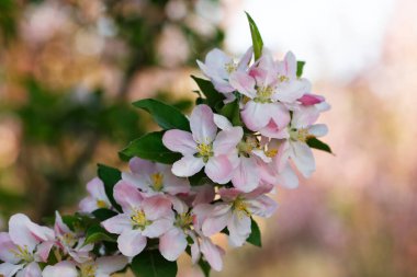 Çin çiçekli yaban elması. 
