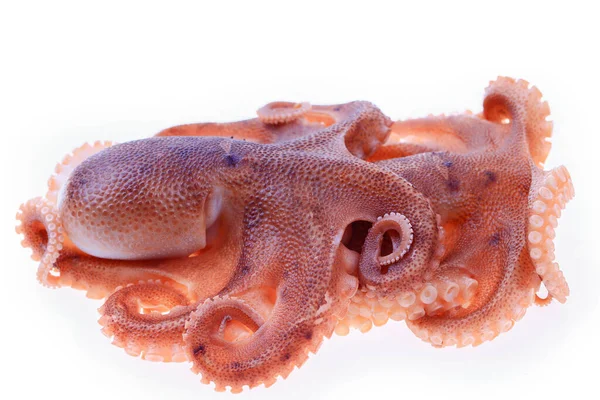 Chobotnice Bílém Pozadí — Stock fotografie