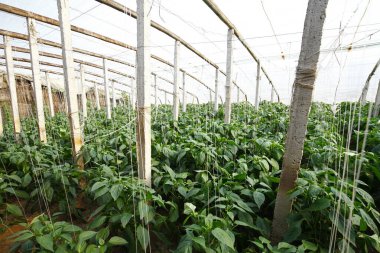 Green pepper grown in greenhouse