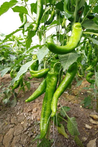 Green Pepper Grown Greenhouse — 스톡 사진