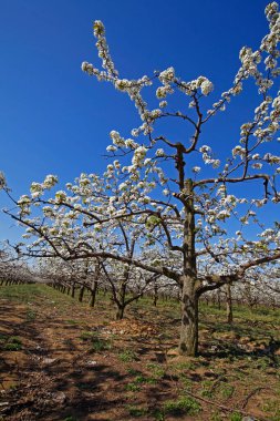 Armut çiçeği, mavi gökyüzünün arka planı.