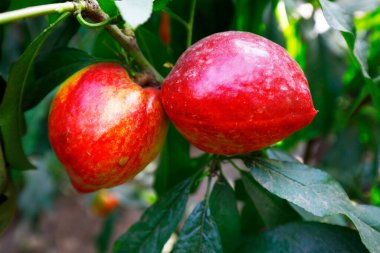 Organik şeftali ağacı dalı