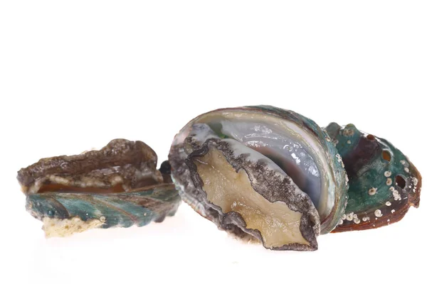 Abalone Schelpdieren Een Witte Achtergrond Heerlijk — Stockfoto