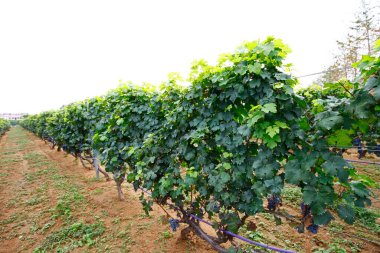 Üzüm bahçesi, çok taze.