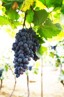 Üzüm bahçesi, çok taze.