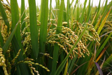 Sonbahar pirinç tarlaları 