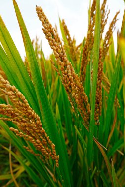 Sonbahar pirinç tarlaları 