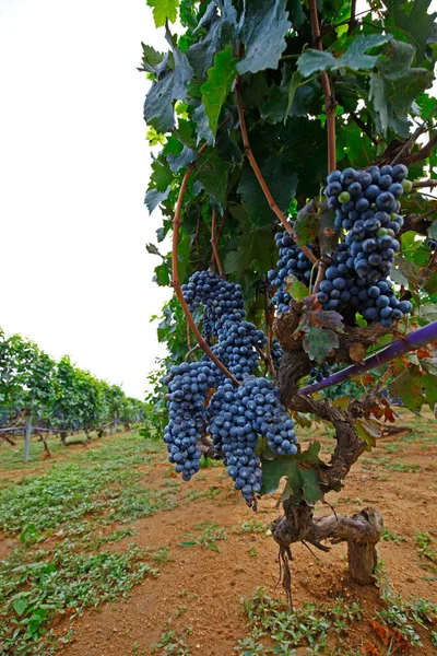 Vineyar Very Fresh — Stock Photo, Image