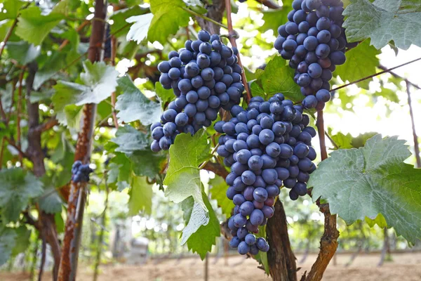 Vineyar Very Fresh — Stock Photo, Image