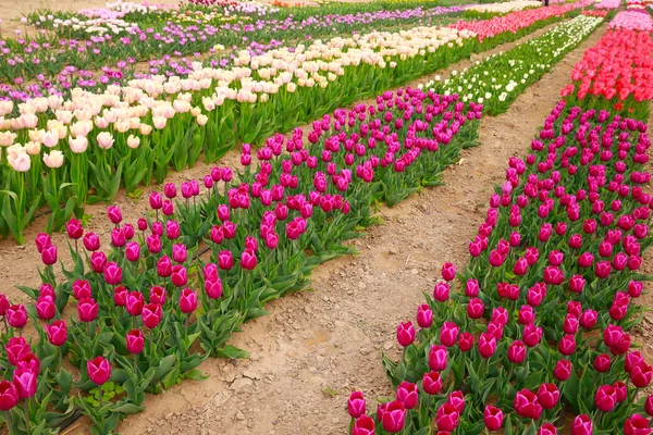 Tulipánok Színes Virágok Nyílástavaszi Virágos Háttér — Stock Fotó