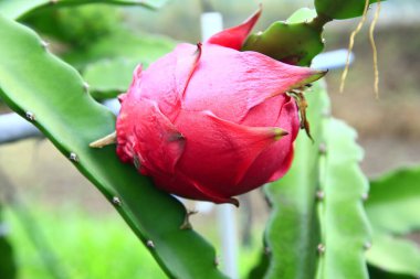 Ağaçta asılı ejderha meyvesi
