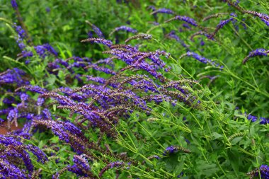 Lavantanın güzelliği