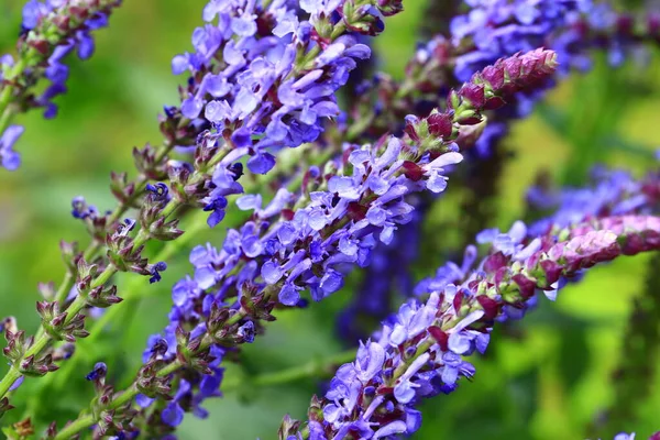 stock image The beauty of the lavender