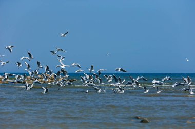 Martılar denizde uçar.