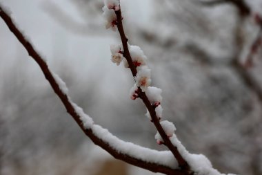 Apricot blossom flowers covered by snow in sprin