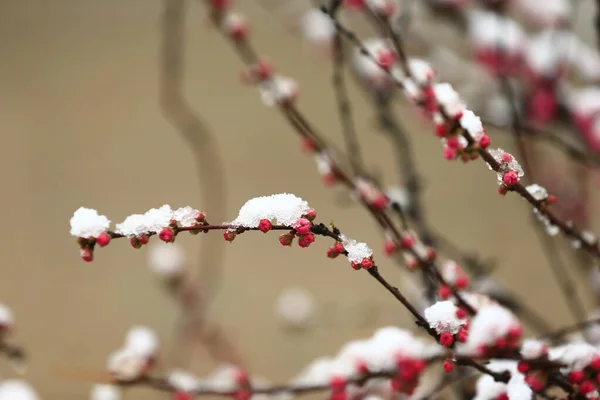 Floare Piersici Peisajul Zăpadă — Fotografie, imagine de stoc
