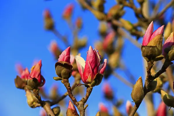 Manolya çiçeği, manzara. Yakın çekim.