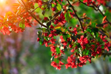 Çin çiçekli yaban elması. 