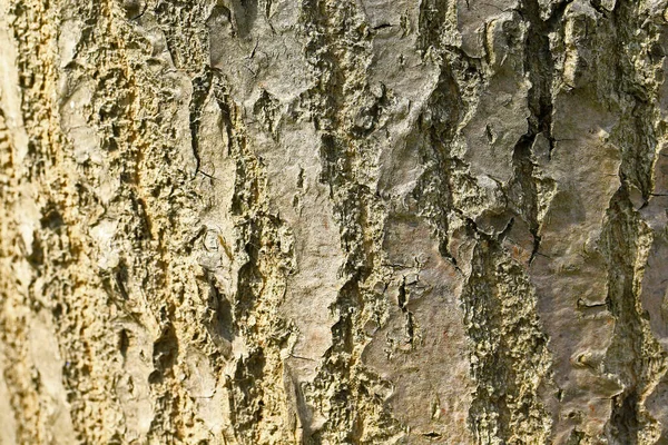 Tekstury Starego Drzewa — Zdjęcie stockowe