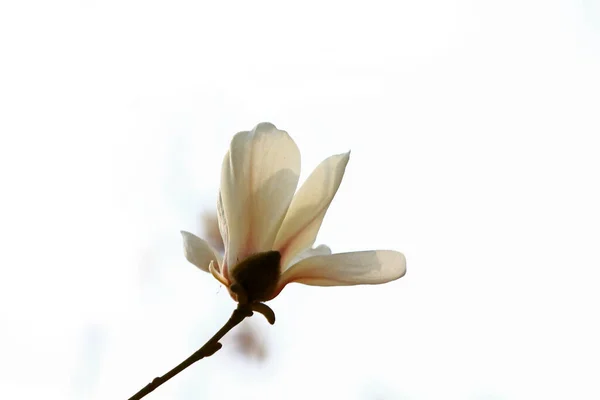 Aprikosblommor Blommar Närbild — Stockfoto
