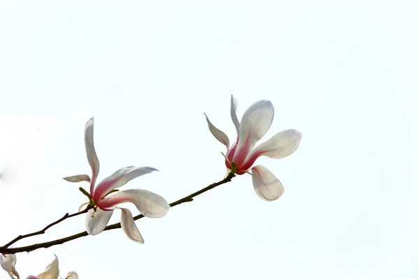 꽃들이 가까이 사진을 피운다 — 스톡 사진