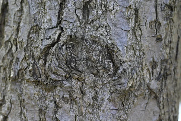 Υφή Του Παλιού Δέντρου — Φωτογραφία Αρχείου